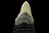 Fossil Megalodon Tooth - North Carolina #147543-2